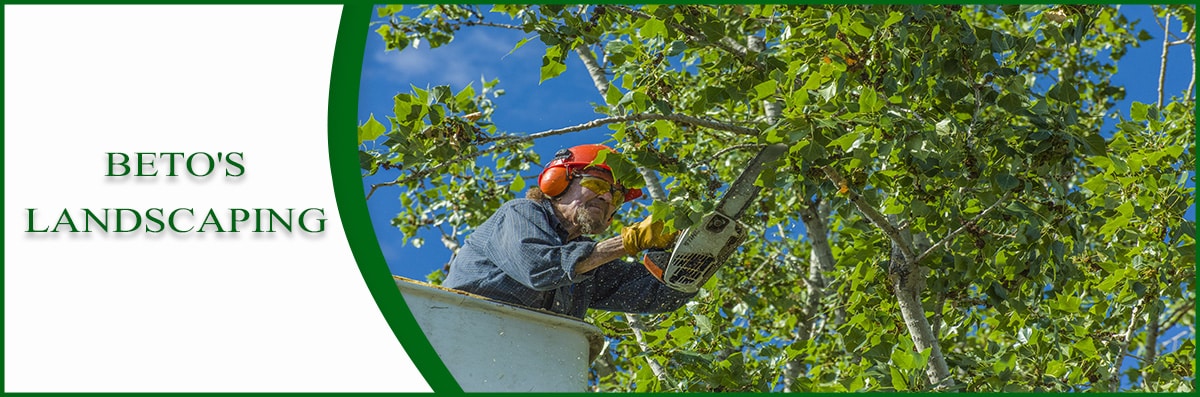 Tree Maintenance